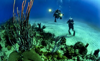 Coral reefs are among the most threatened ecosystems on Earth